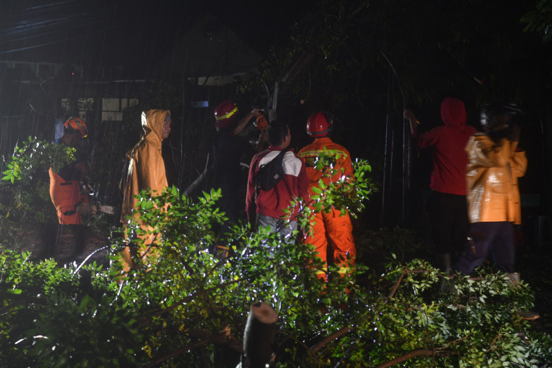 Pohon Tumbang Akibat Cuaca Buruk di Palu