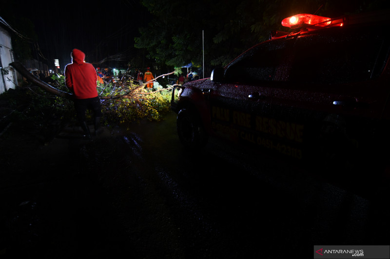 Pohon Tumbang Akibat Cuaca Buruk di Palu