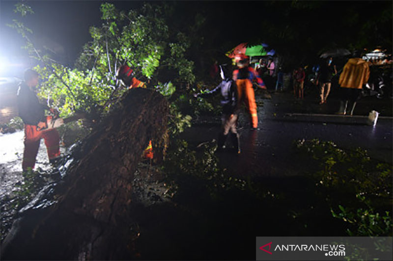 Pohon Tumbang Akibat Cuaca Buruk di Palu