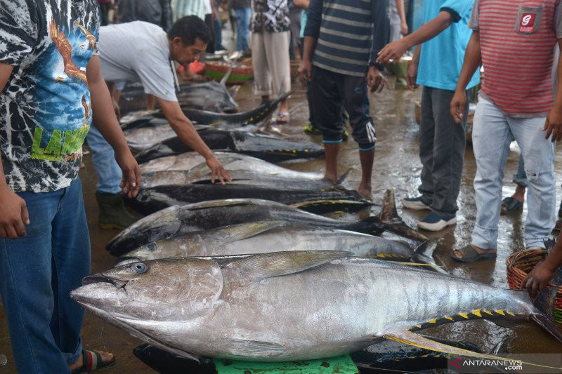 SKIPM catat Sumbar ekspor 20 ton ikan tuna beku ke Amerika Serikat pada  Juli 2022 - ANTARA Sumbar