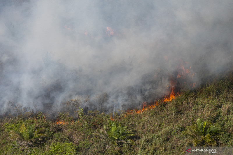 Kebakaran Lahan Perkebunan Kelapa Sawit di OKI