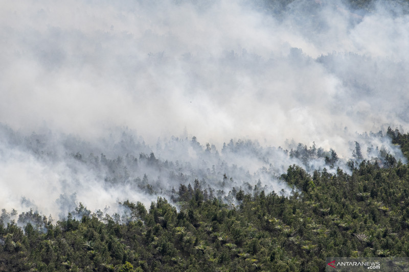 Kebakaran Lahan Perkebunan Kelapa Sawit di OKI