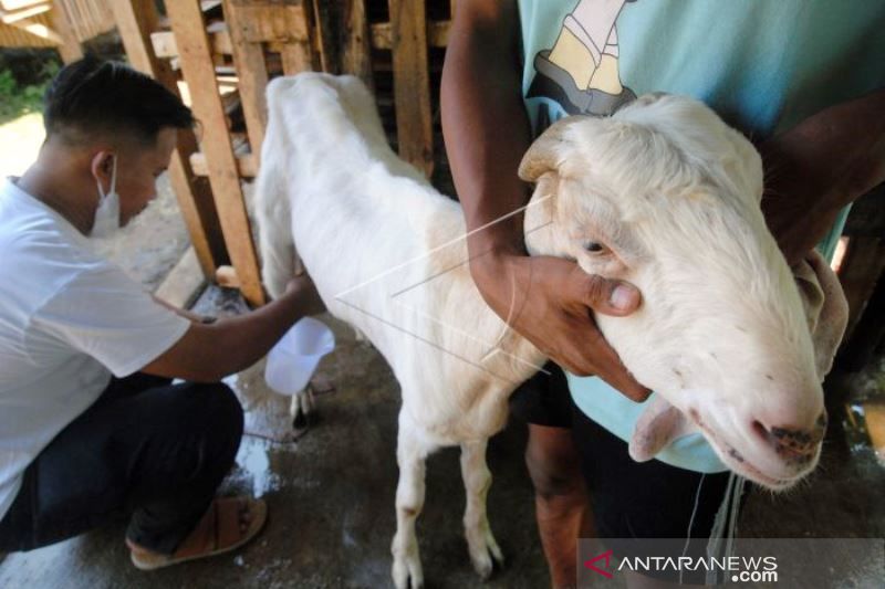 Permintaan Susu Kambing Etawa Meningkat