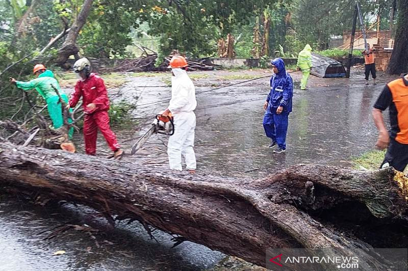 Pohon tumbang di objek wisata Pariaman, tak ada korban jiwa