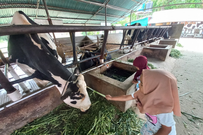 Ini tujuan wisata edukasi peternakan yang tetap eksis saat pandemi