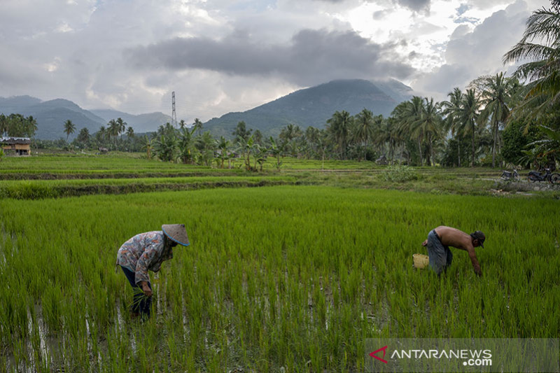 Realisasi Kredit Usaha Rakyat Sektor Pertanian