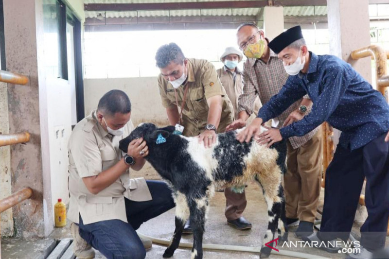 Dewan dorong pengembangbiakan sapi jenis Belgian Blue di Bogor