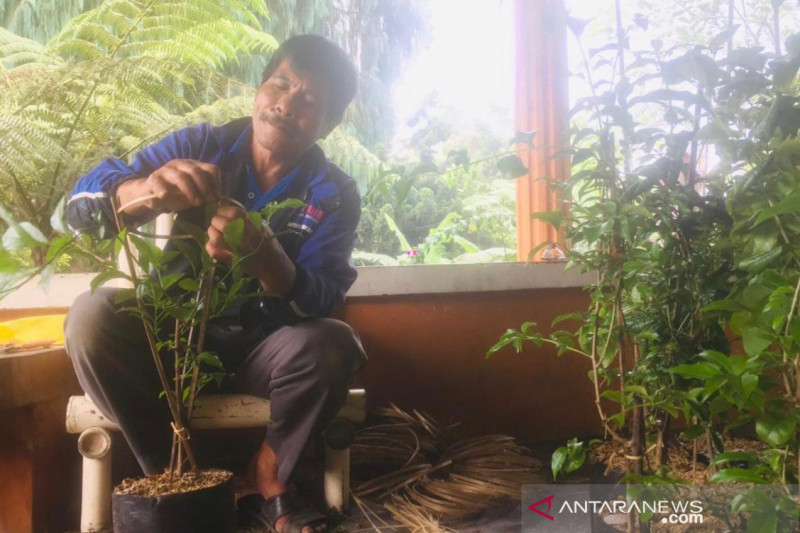 Petani tanaman hias hilang pendapatan hingga puluhan juta rupiah