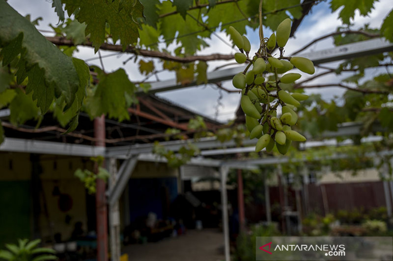 BUDIDAYA ANGGUR DI PEKARANGAN RUMAH