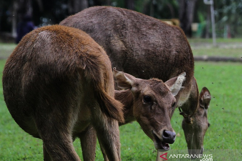 POPULASI RUSA BAWEAN BERKURANG