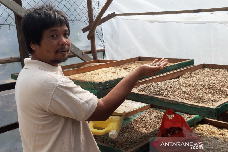 Ketika kemadirian pakan tingkatkan budi daya ikan di Jeruju Besar - Vimarsana News