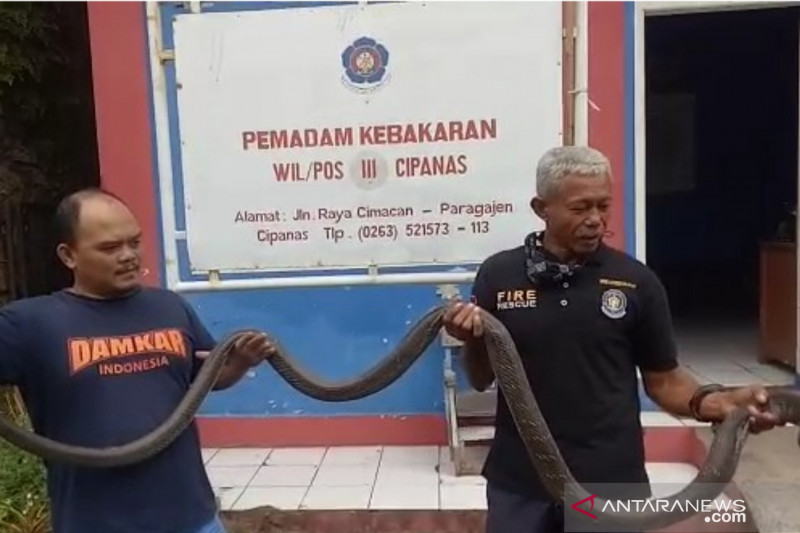 Ular King kobra sepanjang 3,5 meter ditangkap petugas Damkar Cianjur