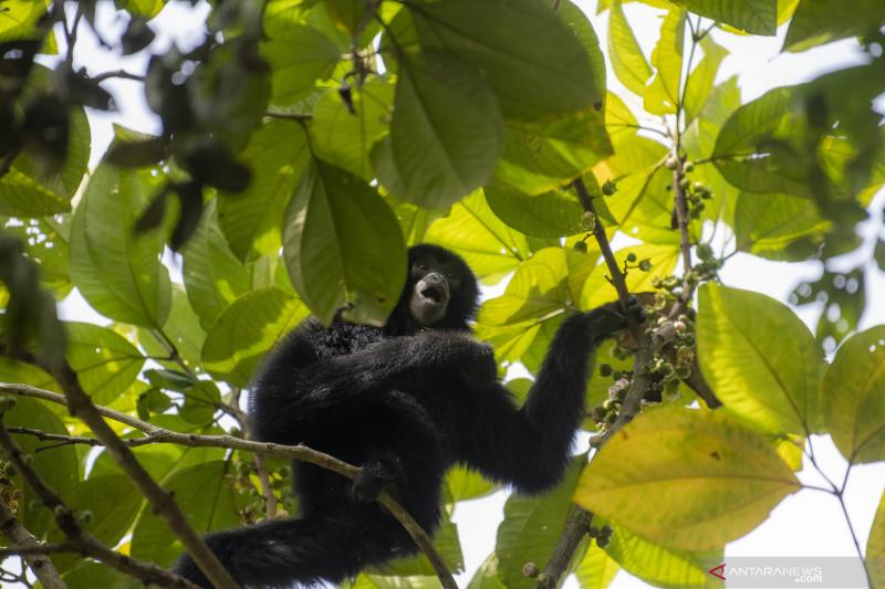 Pelepasliaran Siamang Di Kawasan Suaka Margasatwa Dangku