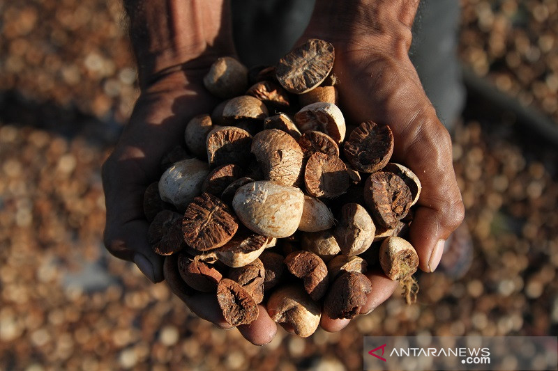 HARGA BIJI PINANG NAIK DRASTIS