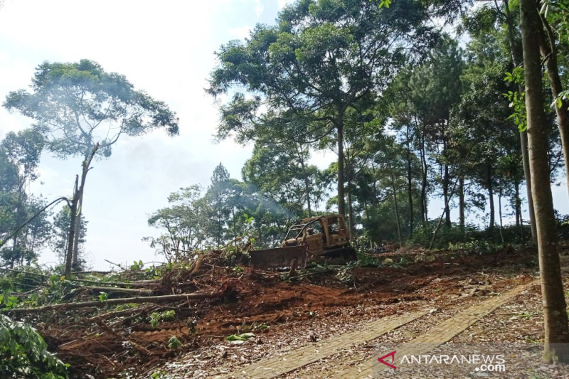 Pengelola hutan jati khawatir penebangan liar di Cikeas Bogor berbuah bencana