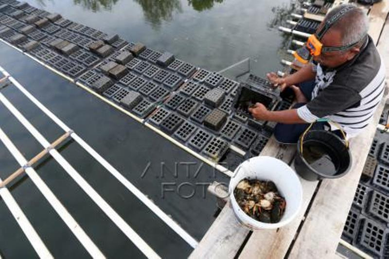 Peluang Ekspor Kepiting Soka