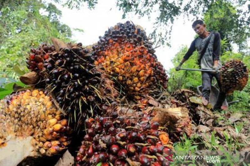 Aceh Terima Dana Peremajaan Sawit Rakyat