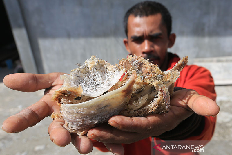 Indonesia pasok hampir 70 persen kebutuhan sarang walet China tahun ini