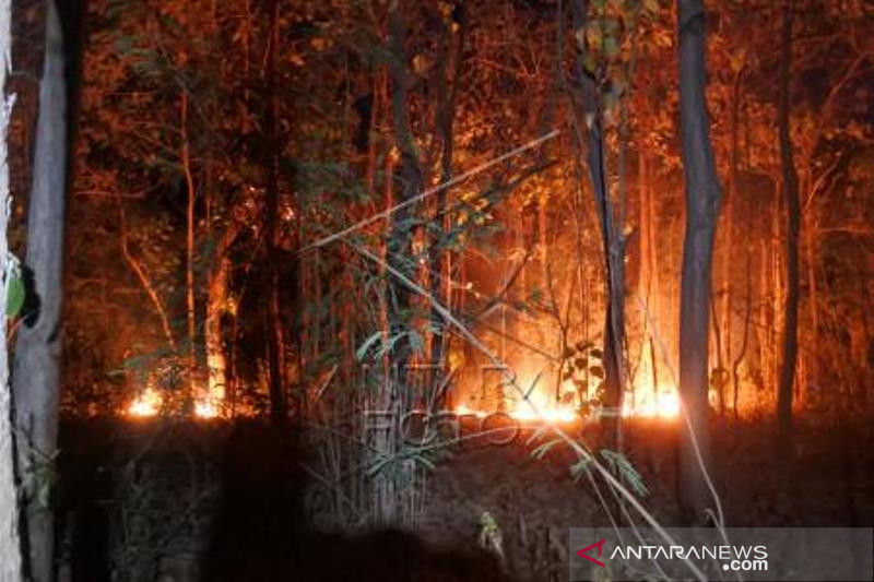 Kebakaran Hutan Perhutani Di Situbondo