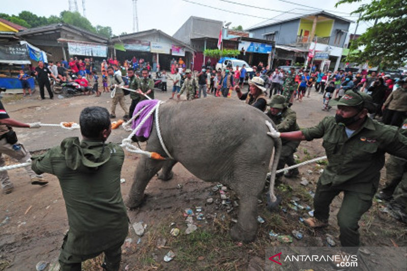Evakuasi Anak Gajah Sumatera Di Jambi