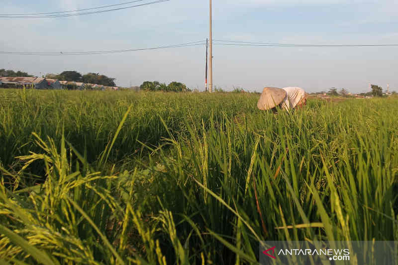 Dinas Pertanian Kuningan optimistis produksi tidak terganggu badai La Nina