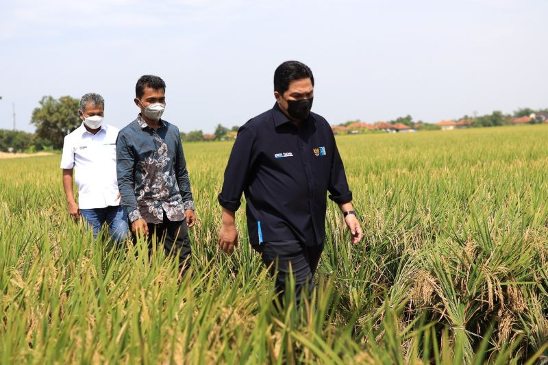 Erick Thohir dan BRI dukung produksi padi model klaster di Cirebon