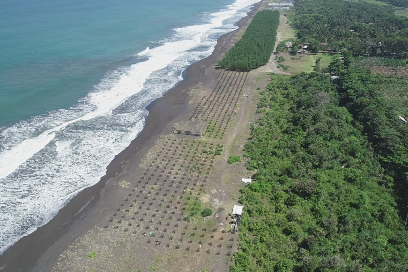 KKP tanam 6.000 bibit cemara laut di pesisir Tasikmalaya