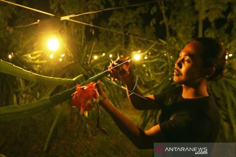 Menyinari Tanaman Buah Naga