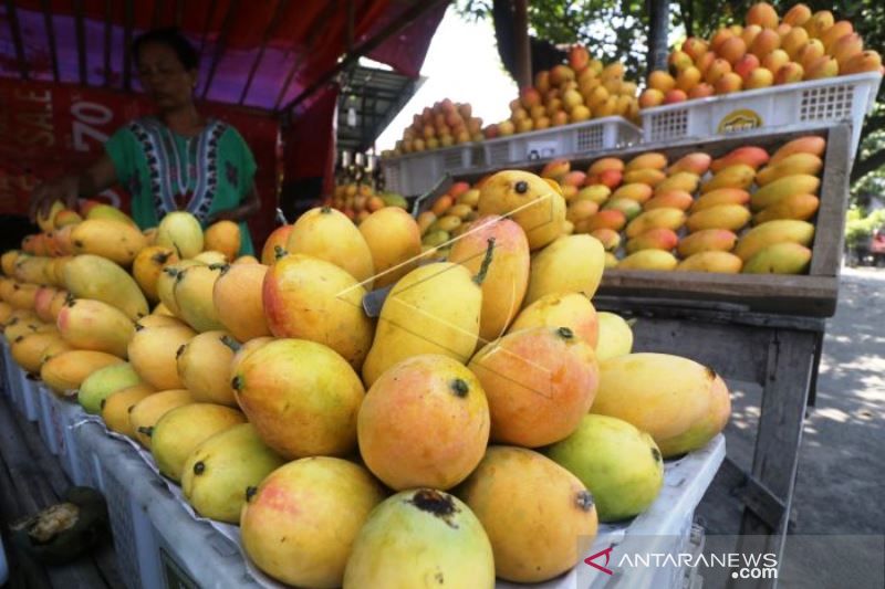 Musim Panen Mangga Podang