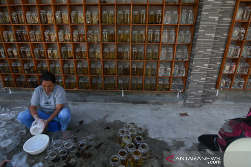 Potensi Usaha Ikan Cupang di Palu