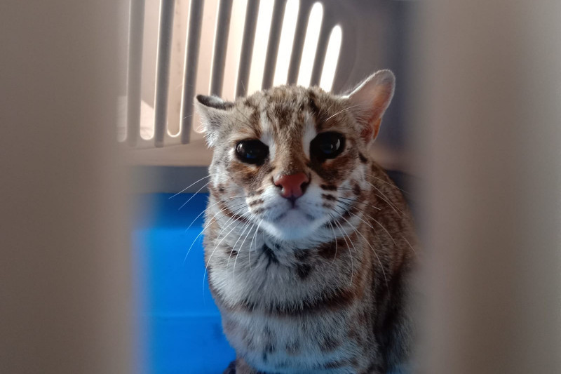 Warga Tulungagung serahkan kucing hutan ke BKSDA Kediri - ANTARA News