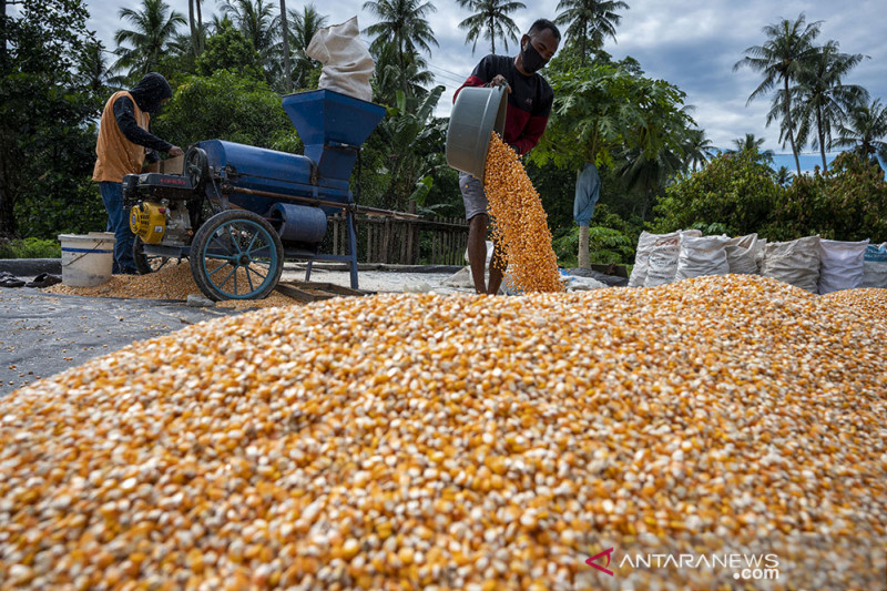 Realisasi KUR Sektor Pertanian Jagung