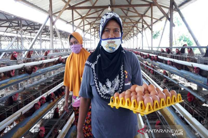 peternak ayam petelur di tegal