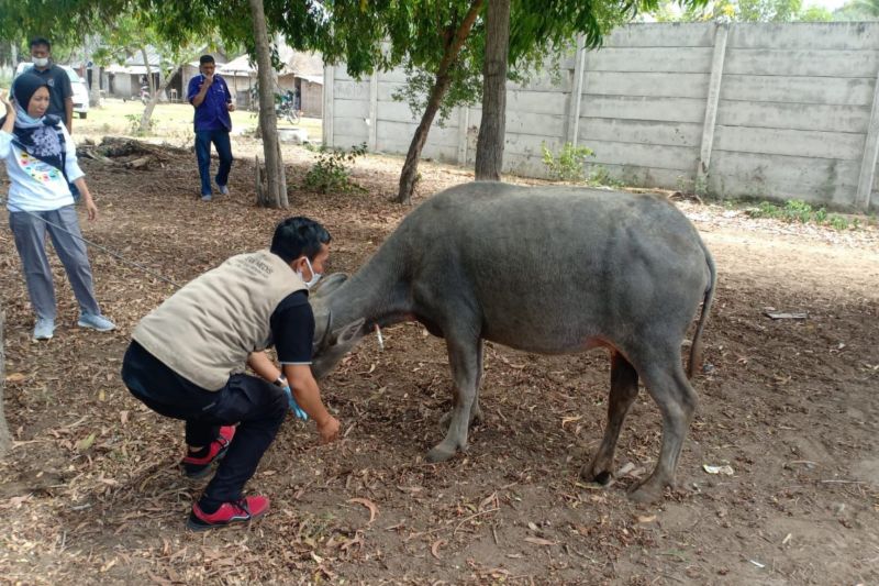 Puluhan kerbau di Lombok Tengah mati mendadak