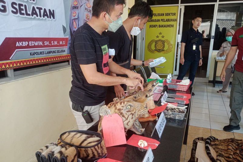 Polres Lampung Selatan gagalkan penyelundupan kulit harimau