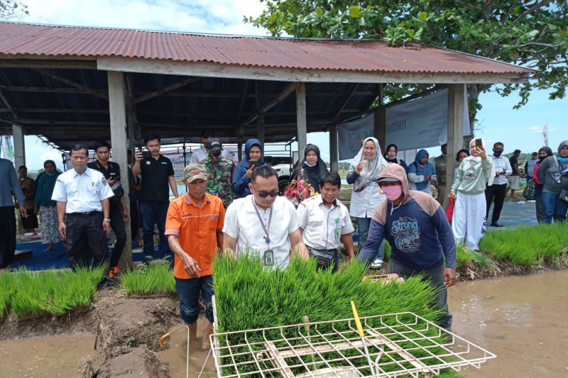 Sebanyak ini, capaian produksi padi di Pasaman Barat hingga Agustus 2021