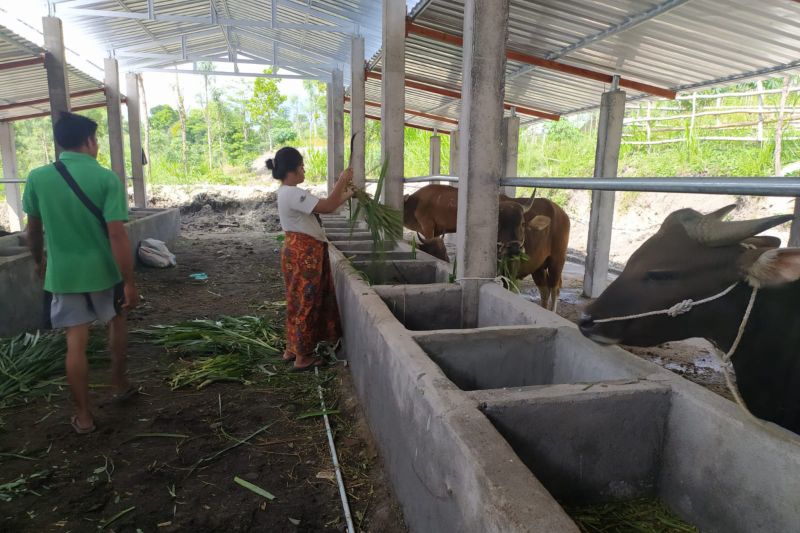 Kajari periksa sejumlah saksi terkait program 1.000 sapi di Lombok Tengah
