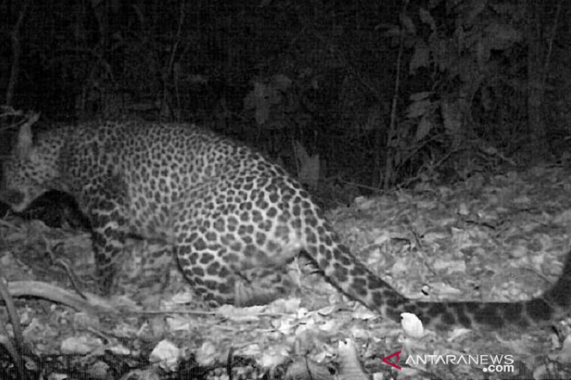 Macan tutul jawa terekam kamera di hutan Sanggabuana Karawang