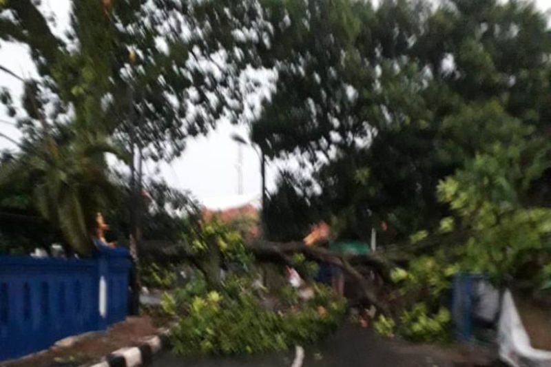 Damkar Depok kerahkan tujuh tim tangani pohon tumbang akibat hujan lebat