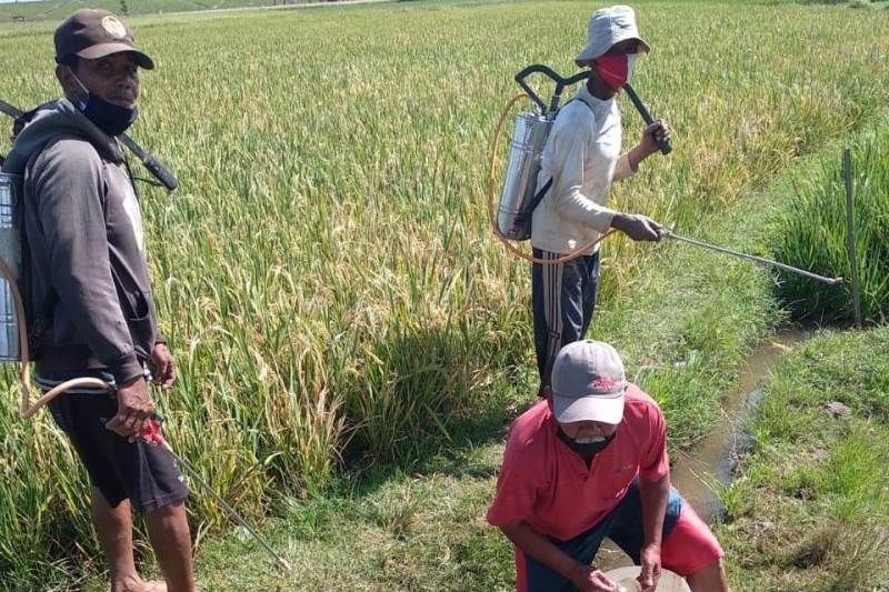 Bantu petani, alumni Polbangtan YoMa gerak cepat atasi hama