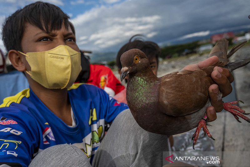 Kontes Merpati Balap Digelar Kembali