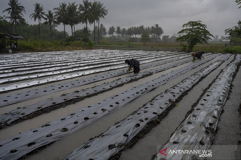 Upah Buruh Tani Nasional Naik Tipis