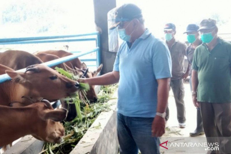Pemkab Buol siap tingkatkan populasi sapi capai 50.000 ekor