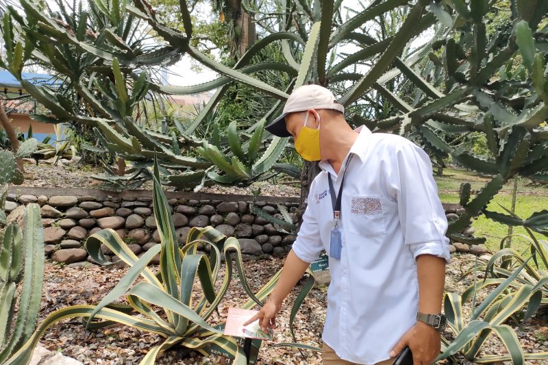 Peneliti beri 5.000 KTP Pohon di Kebun Raya Bogor, ini tujuannya