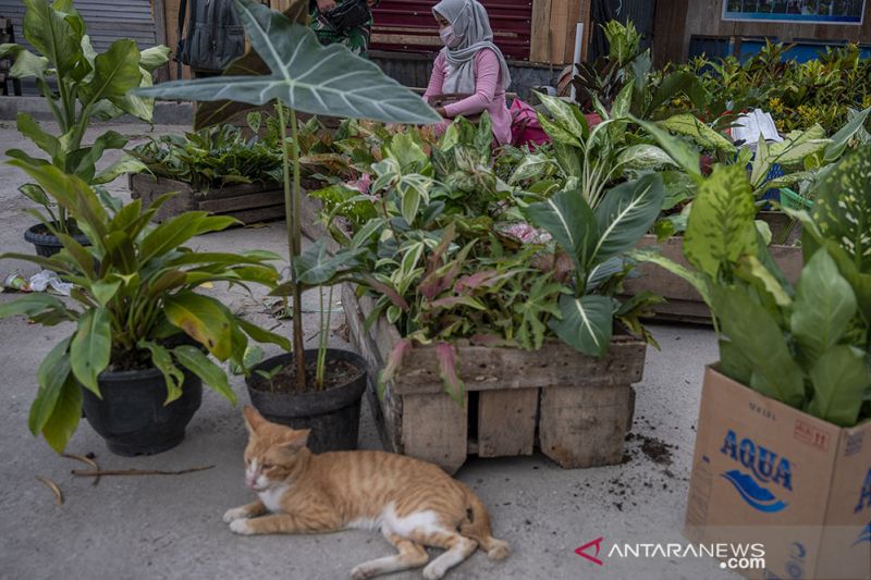 Lapak Tanaman Hias di Palu Dibuka Kembali