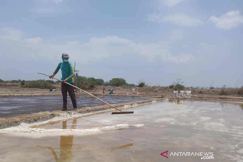 Abrasi sulitkan petambak garam Cirebon berproduksi maksimal