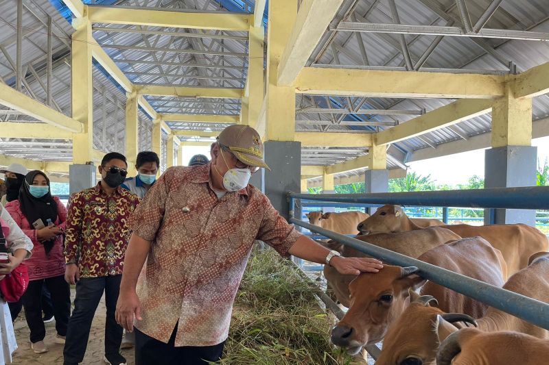 Pemkab Buol terapkan metode inseminasi buatan genjot kualitas sapi