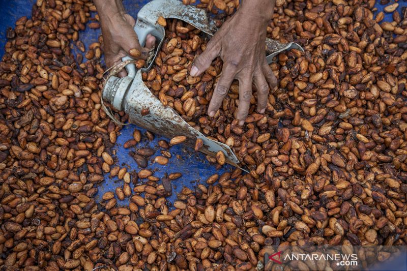 Kontribusi Sulteng pada Produksi Kakao Nasional