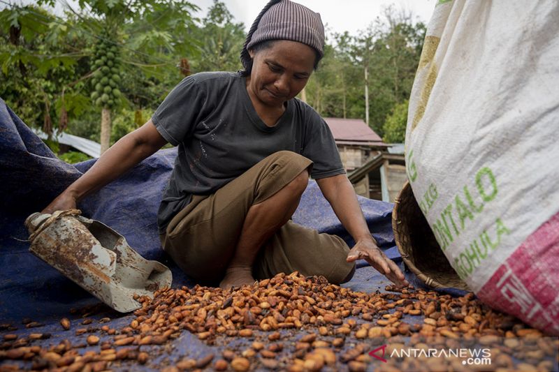 Kontribusi Sulteng pada Produksi Kakao Nasional