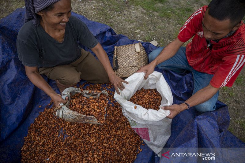 Kontribusi Sulteng pada Produksi Kakao Nasional